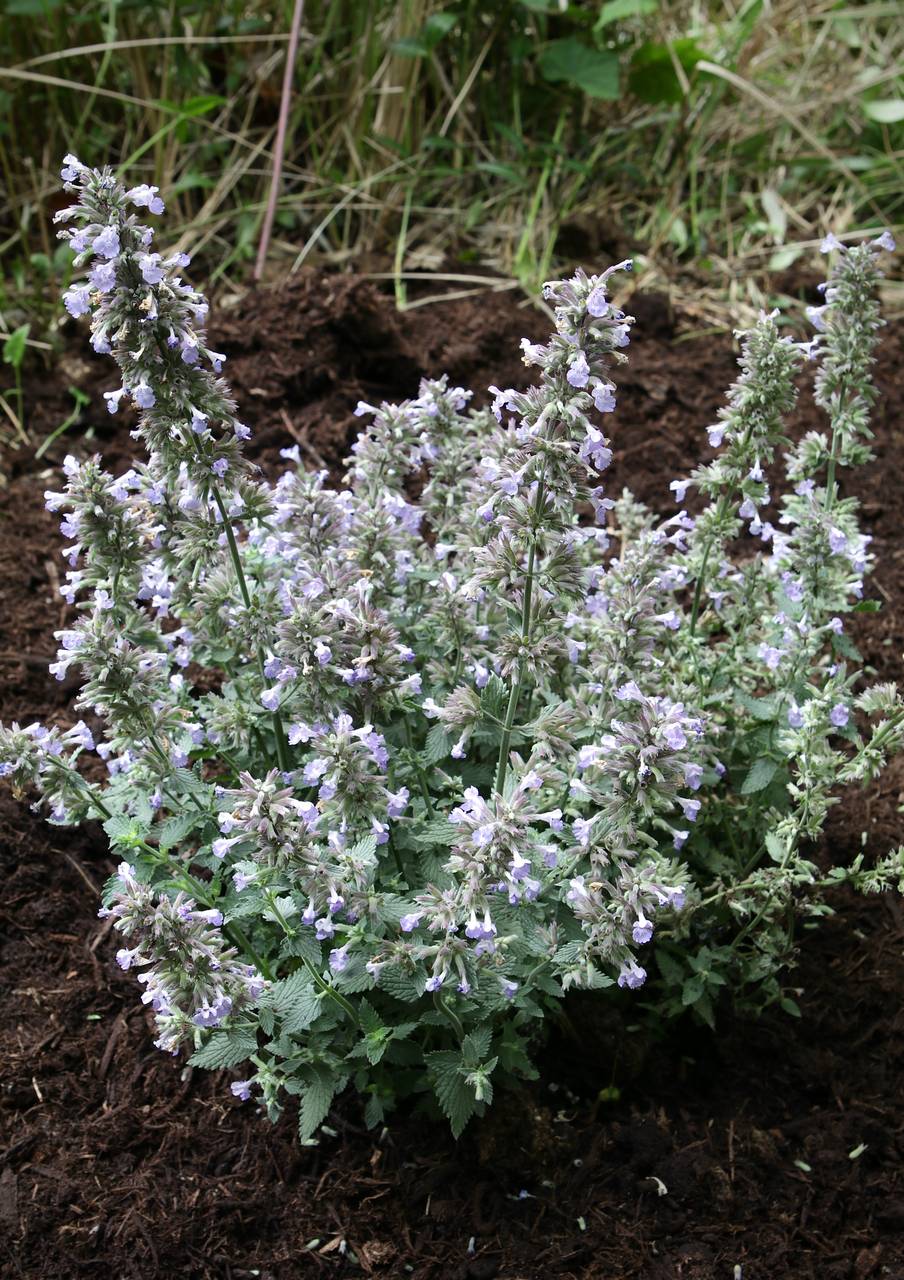 Photo of Catmint